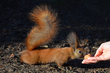 Wild redhair squirrel taking  walnut from the hand of an unknown person. Nature, fauna, wildlife protection, feeding animals in winter.	