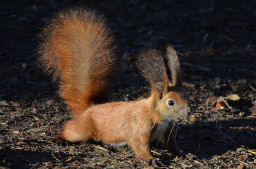 Closeup portrait redhair squirrel standing in late autumn park under the sun against background of  an old fallen leaves .Nature, fauna, wildlife protection concept. Free copy space.