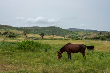 Brown horse grazing on green grass in a rural landscape with rolling hills and cloudy sky