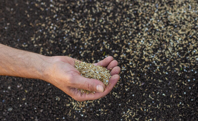 Obraz premium Seeding lawn grass in the garden. Selective focus.