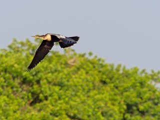 Anhinga in flight overhead