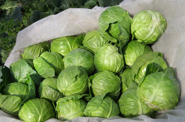 Fototapeta premium Ripe heads of young fresh cabbage in bulk at harvest time. Top view, close-up