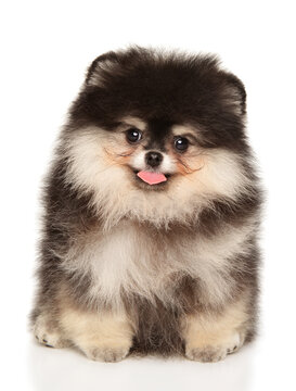 Playful Fluffy Pomeranian Puppy