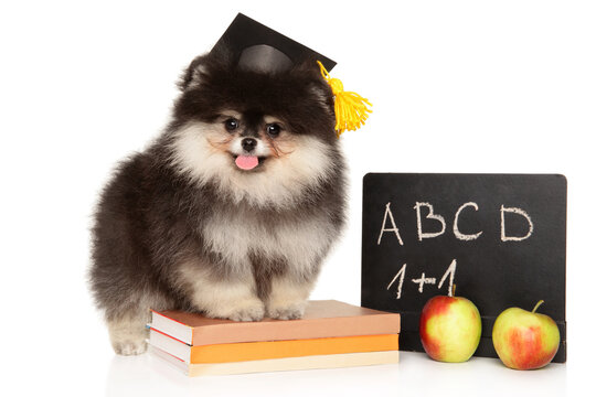 Adorable Pomeranian puppy in graduation cap with school board