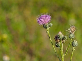 Close up of plume thistle blossoms