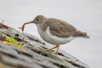 Spotted sandpiper (Actitis macularius) in Caputh (Germany)