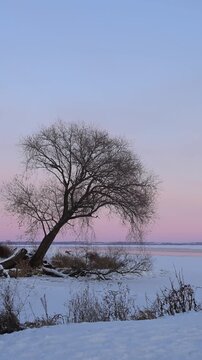 Winter Tree Against Pastel Sky on Frozen Lake