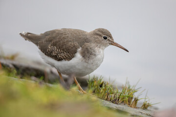 Spotted sandpiper (Actitis macularius) in Caputh (Germany)