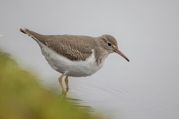 Spotted sandpiper (Actitis macularius) in Caputh (Germany)