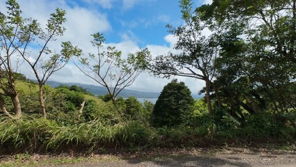 Fototapeta premium Idyllic Palm-Lined Beach in Costa Rica