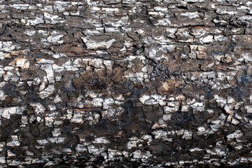 A close-up image of a vertical texture: dense, rough, brown tree bark with deep fissures and furrows, by dark brown areas interspersed with and gray fragments. The surface appears rough and uneven