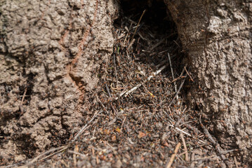 Close-up of an ant nest at the base of a tree. The nest is surrounded by soil, twigs, and small debris. Natural environment with earthy tones.
