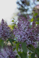 Lilac flowers in full bloom with clusters of purple petals and green leaves. The scene captures the beauty of springtime flora.
