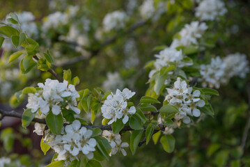 A close-up view of white flowering branches with green leaves. The blossoms are delicate and vibrant, showcasing the beauty of spring.