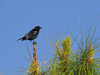Red-winged blackbird perched atop long leaf pine