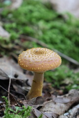 mushroom in the forest