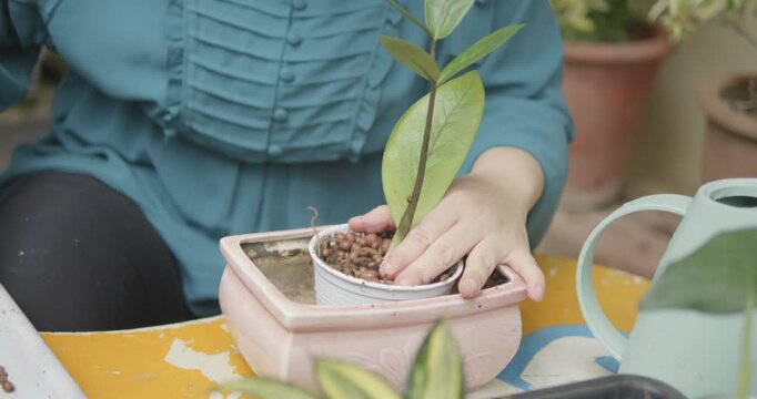Person with blindness disability growing green ZZ plant or Zamioculcas a popular tropical houseplant in small pot by using soil, clay pebbles and others growing media in home garden background