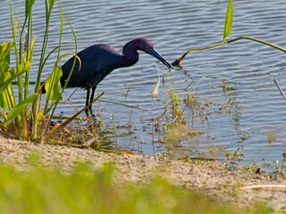 Little blue heron wading along shoreline