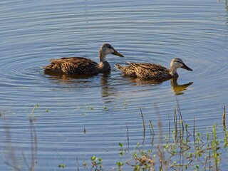Pair of mottled mallard ducks paddling in waters