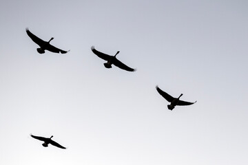 flock of birds
