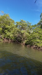 Costa Rica Mangroves &ndash; A Vital Coastal Ecosystem