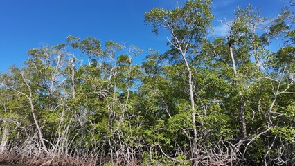 Costa Rica Mangroves &ndash; A Vital Coastal Ecosystem