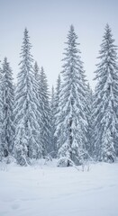Obraz premium Beautiful winter forest landscape covered in pristine white snow, perfect for seasonal greetings and festive holiday design layouts ,nature ,greeting ,copy space