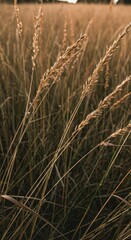 Fototapeta premium Detailed view of wild hound grass growing densely in a field, showcasing the dry seed heads and resilient nature of the plant ,herbal ,season ,natural