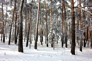 Stunning frozen winter forest with snow covered trees in a serene outdoor landscape