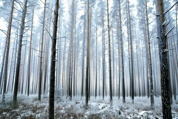 Serene winter forest  tranquil snow covered trees in a majestic outdoor landscape