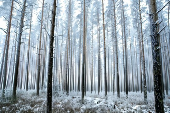 Serene winter forest  tranquil snow covered trees in a majestic outdoor landscape