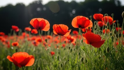 Obraz premium Field of Red Poppies in Soft Sunlight