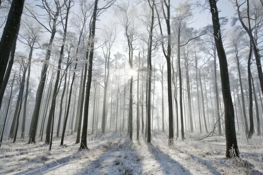 Enchanting winter landscape  a frozen forest surrounded by snow covered trees in nature s beauty