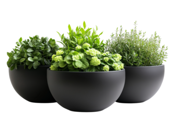Three large round dark grey planters filled with lush green plants and light green flowers isolated on a transparent background