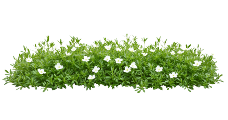 Dense green ground cover with numerous small white flowers isolated on a transparent background foliage