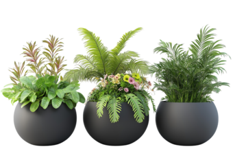Three large round dark gray planters filled with lush green plants and small flowers isolated on a transparent background