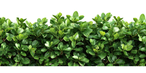 Lush Green Hedge: Dense Foliage Creating a Vibrant Natural Barrier, Perfect for Landscaping or Privacy in Outdoor Spaces, png, isolated on transparent background