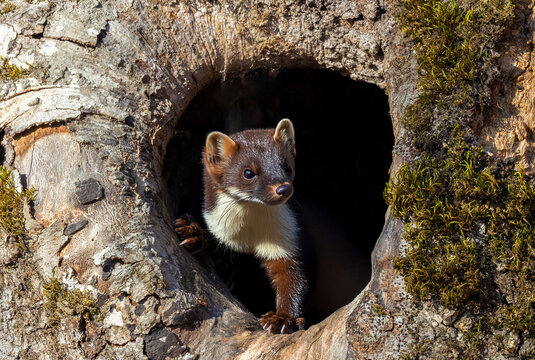 A pine marten (Martes martes) emerging from its burrow