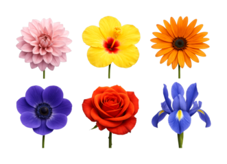 Six colorful blooming flowers of different varieties arranged in a vibrant collection, showcasing nature's beauty and diverse botanical forms.