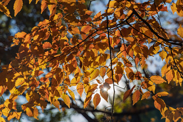 紅葉した逆光のクヌギの葉