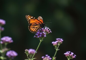 Fototapeta premium A beautiful monarch butterfly with distinctive orange and black wings pauses lightly on vibrant violet blossoms in a sunny garden scene ,pollination ,outdoors ,peaceful