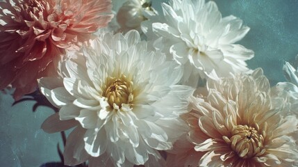 Close White And Blush Dahlias