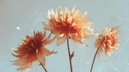 Three vintage orange dahlia flowers with distressed film texture