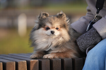 Portrait of a Pomeranian Spitz on a park bench