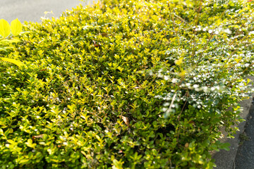 ビジネスにも使える爽やかなグリーンバックグラウンド