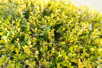 ビジネスにも使える爽やかなグリーンバックグラウンド