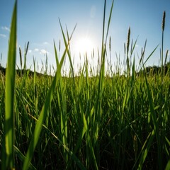 Obraz premium Intense sunlight bathes a field of tall green blades of grass at midday. Sharp shadows define the vibrant summer landscape under the hot, clear sky ,sunlight ,vivid ,grass