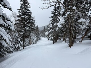 Snow covered forest ski slope