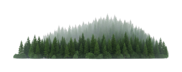Dense evergreen forest trees shrouded in mysterious mist creating a beautiful natural landscape silhouette with a gradient of atmospheric depth.