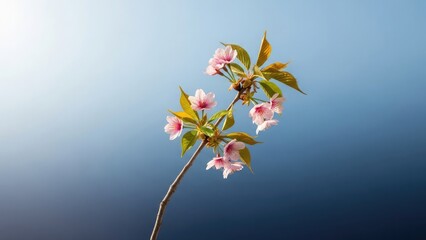 Obraz premium A delicate branch with pink flowers and green leaves against a gradient blue background